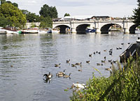 Image of Kingston bridge