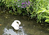 A mute swan in the artificial back water of Charter Quay