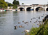 Bridge, Thames in backgroun, sedges in foreground