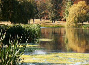 An autumnal view across the pond
