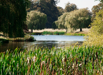 Reeds and irises line the pond