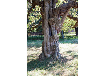 An ancient tree close to Hampton Wick pond