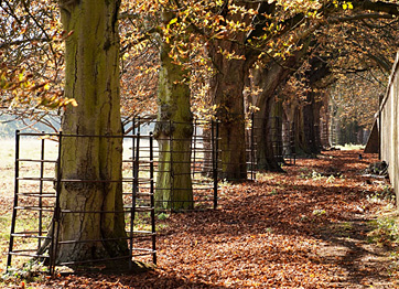 Mature trees line the boundary of the park