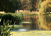 An autumnal view across the pond