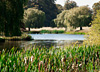 Reeds and irises line the pond