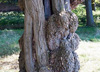An ancient tree close to Hampton Wick pond