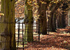 Mature trees line the boundary of the park