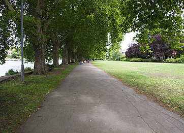 Plain Trees of Canbury Park Gardens